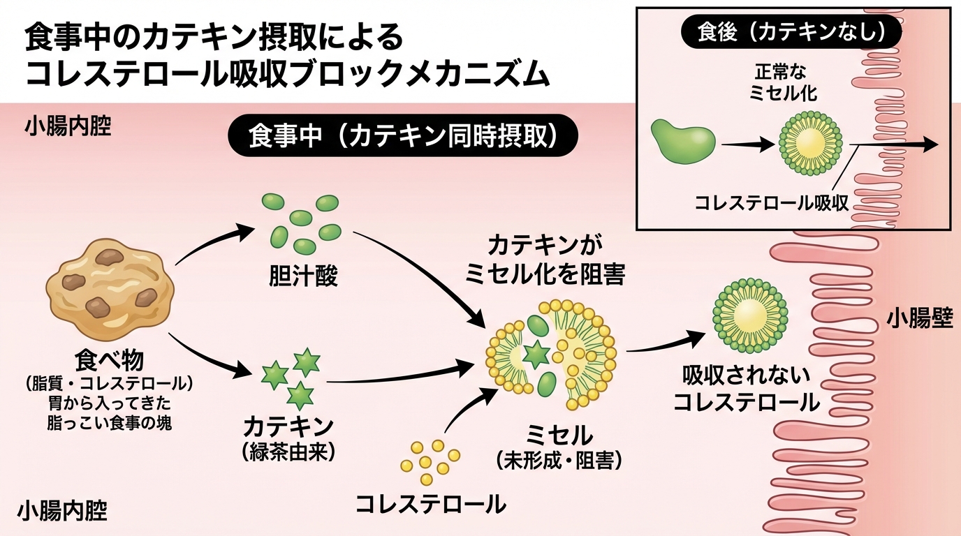 カテキンによる吸収ブロックのメカニズム